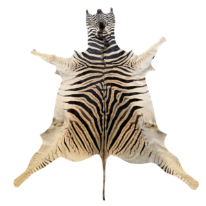 Burchell zebra - A grade - 285x210cm