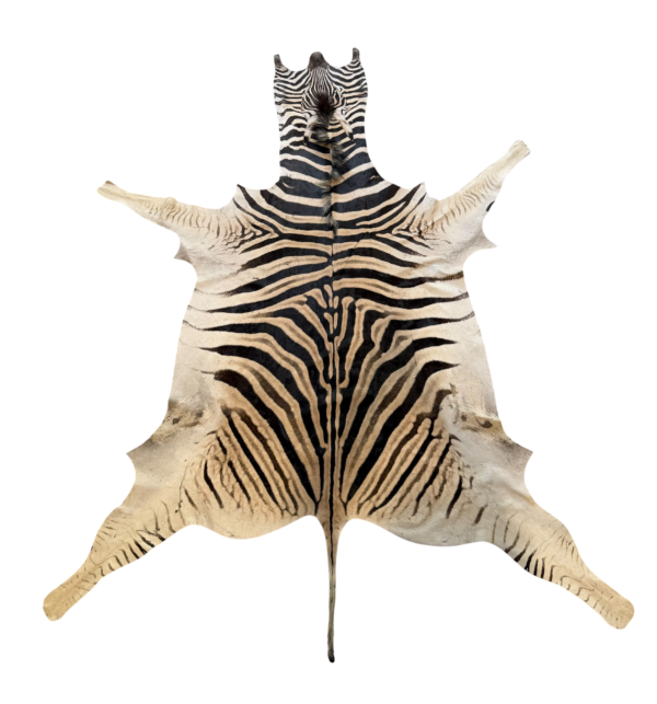 Burchell zebra - A grade - 285x210cm