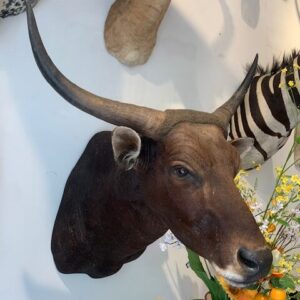 Unieke & uitzonderlijk mooie Banteng kop