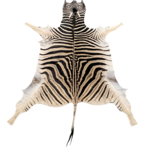 Burchell zebra - 1st grade