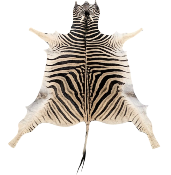 Burchell zebra - 1st grade