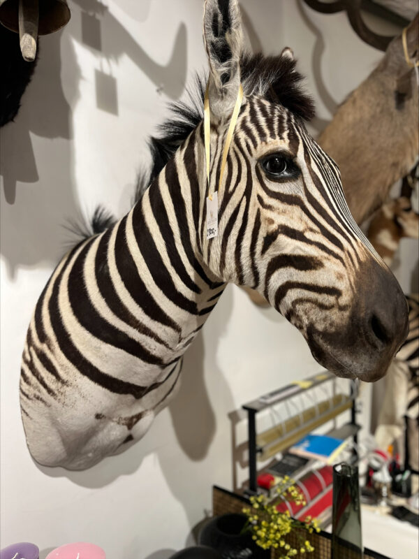 Afrikaanse Burchell zebrakop