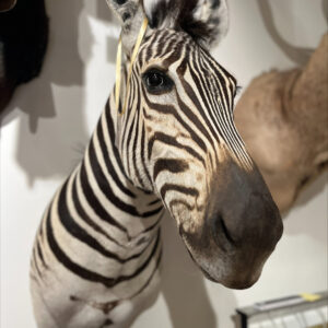 Afrikaanse Burchell zebrakop