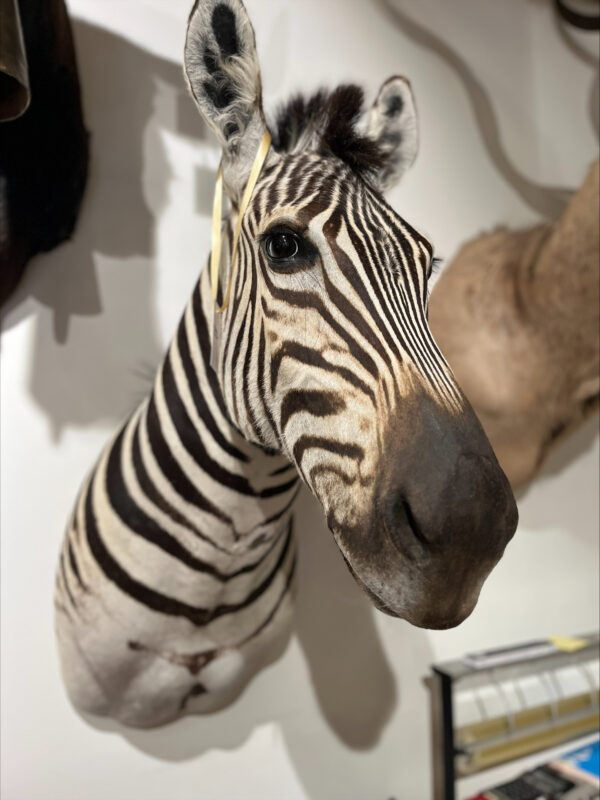 Afrikaanse Burchell zebrakop