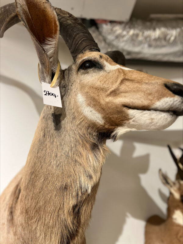 Afrikaanse Koedoe - beige/bruin