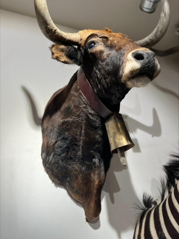 Spaanse koe-kop met originele bel