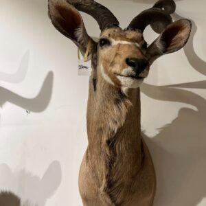 Afrikaanse Koedoe - beige/bruin