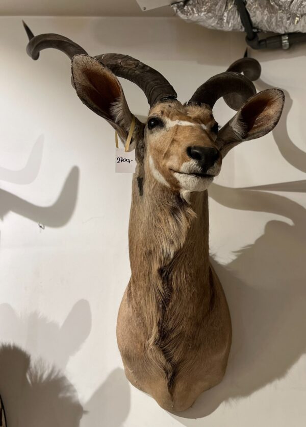 Afrikaanse Koedoe - beige/bruin