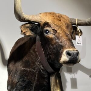 Spaanse koe-kop met originele bel