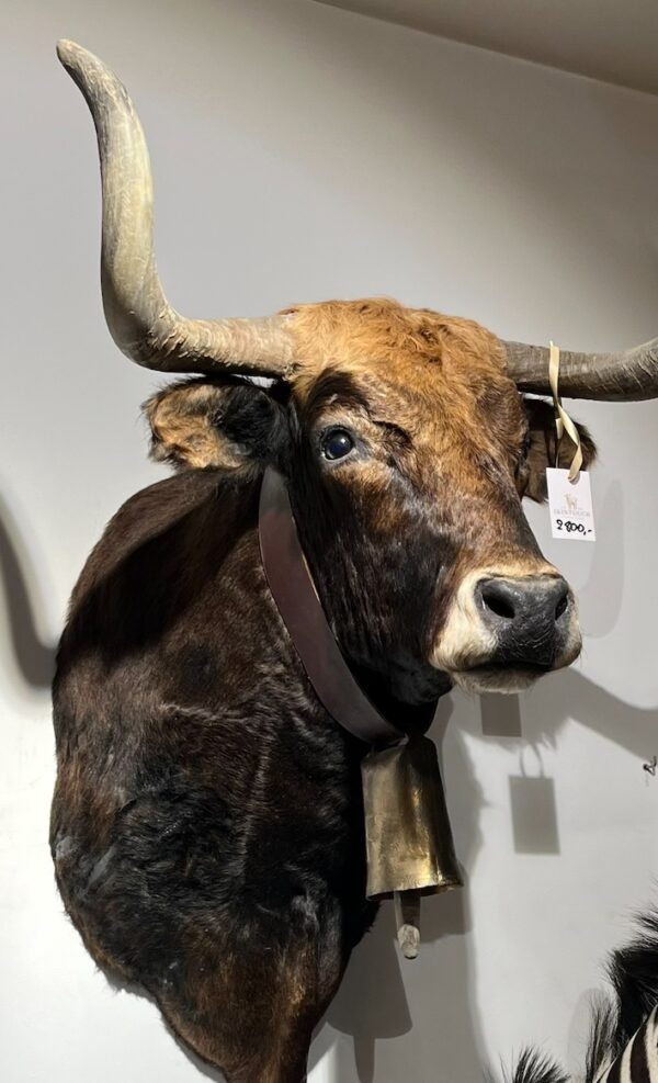 Spaanse koe-kop met originele bel