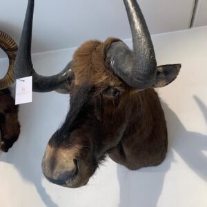 Wildebeest/ Gnoe kop donkerbruin