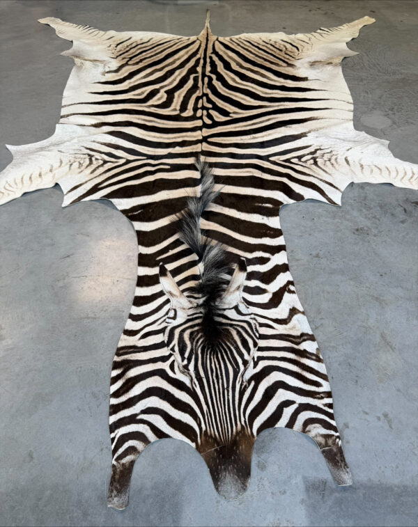 Burchell zebra - A grade - 285x210cm