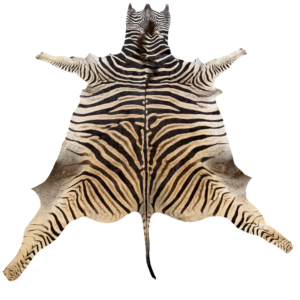 Burchell zebra - A grade - 280x200cm