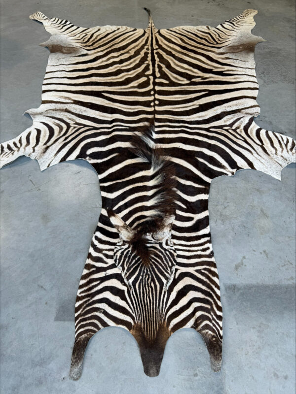 Burchell zebra - A grade - 280x200cm