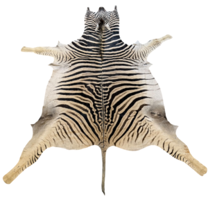 Burchell zebra - A grade - 290x200cm