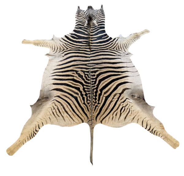 Burchell zebra - A grade - 290x200cm
