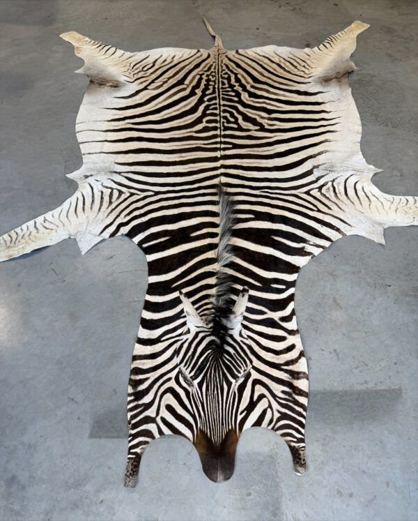 Burchell zebra - A grade - 290x200cm