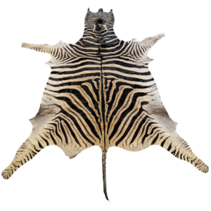 Burchell zebra - B grade - 295x210cm