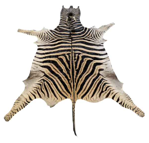 Burchell zebra - B grade - 295x210cm
