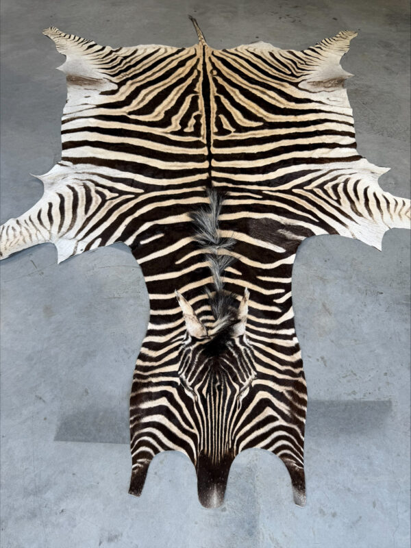 Burchell zebra - B grade - 295x210cm