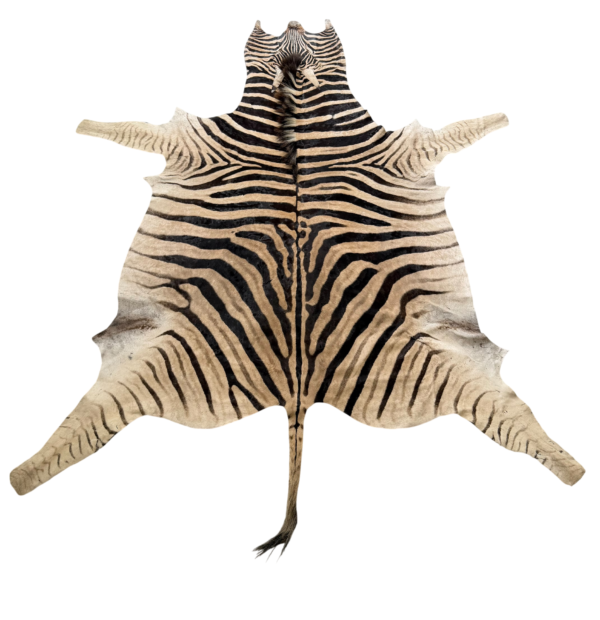 Burchell zebra - B grade - 300x210cm