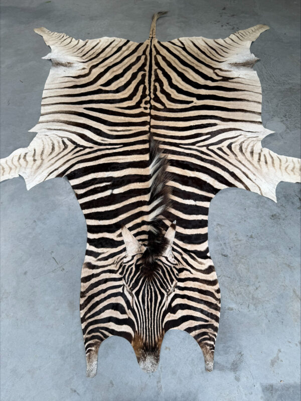 Burchell zebra - B grade - 300x210cm