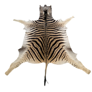 Burchell zebra - B grade - 295x200cm