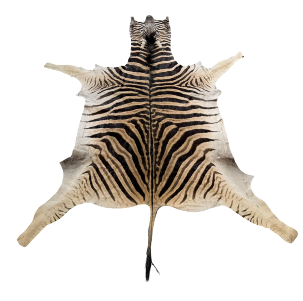 Burchell zebra - B grade - 295x200cm