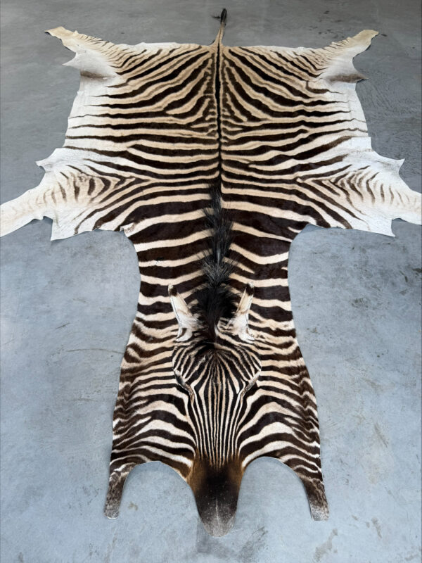 Burchell zebra - B grade - 295x200cm