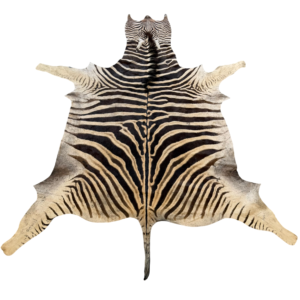 Burchell zebra - B grade - 295x210cm