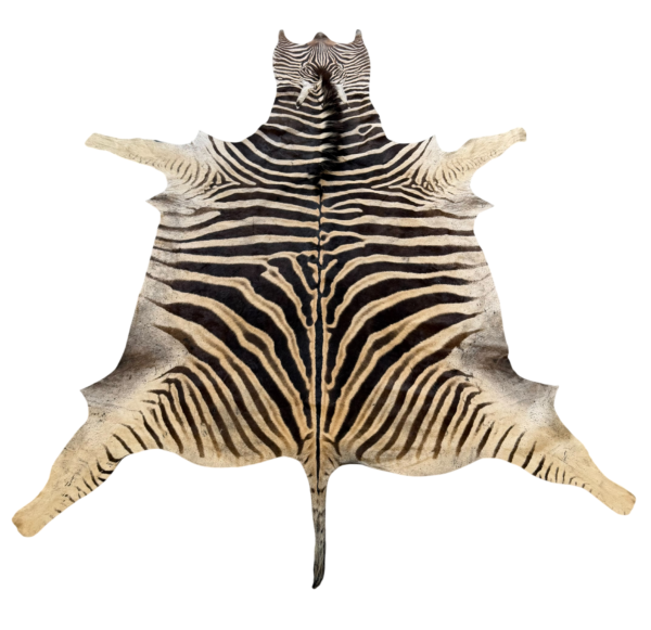 Burchell zebra - B grade - 295x210cm