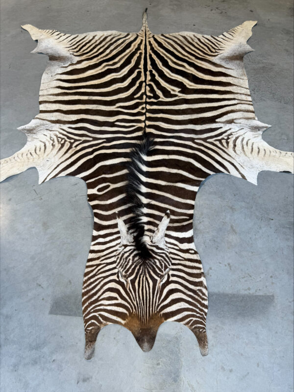 Burchell zebra - B grade - 295x210cm