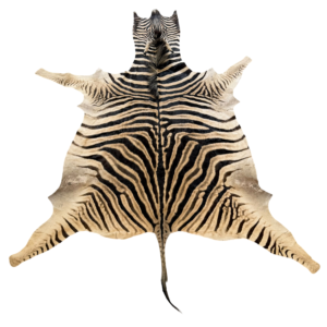 Burchell zebra - B grade - 275x200cm