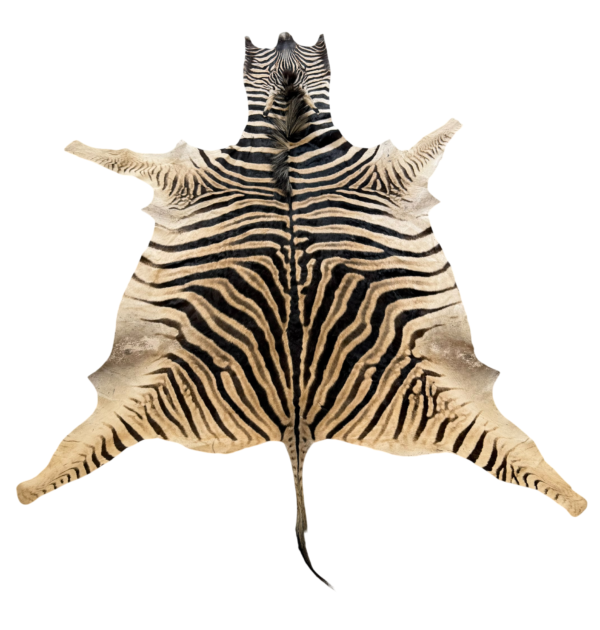 Burchell zebra - B grade - 275x200cm