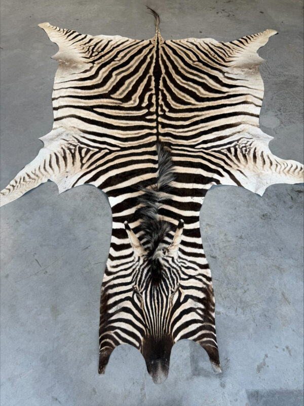 Burchell zebra - B grade - 275x200cm